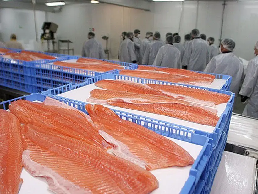 Filetes de salmón