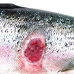 Cría del salmón - Cultivo del salmón - Salmón - Manejo de la cría del salmón - Alimentación del salmón - Enfermedades del salmón - Bondades de la carne del salmón - Reproducción del salmón