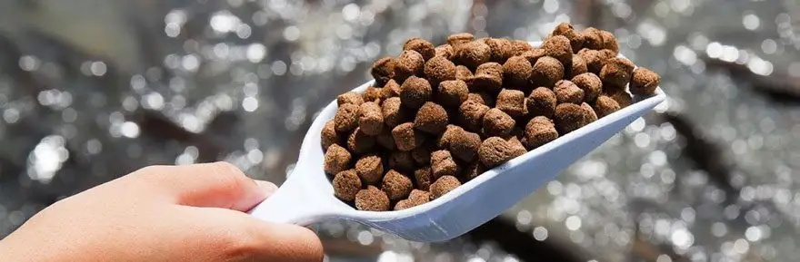 Una cucharada de alimento a base de harina de salmón