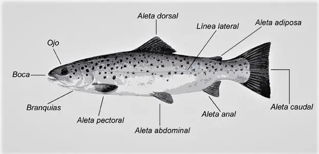 dibujo de un salmón indicando sus partes