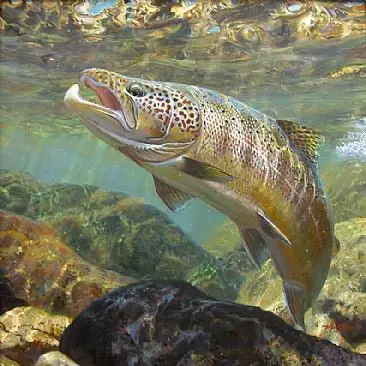 un salmón colorido nadando entre aguas poco profundas
