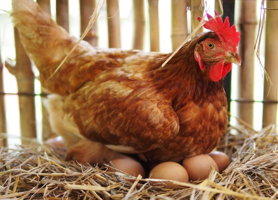 Una gallina echada sobre su nido con huevos