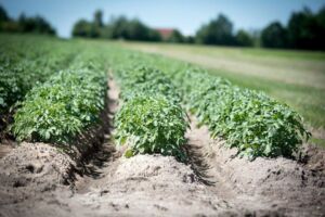 Cultivo de papa - papa - usos gastronómicos de la papa - plagas y enfermedades de la papa - cosecha de la papa
