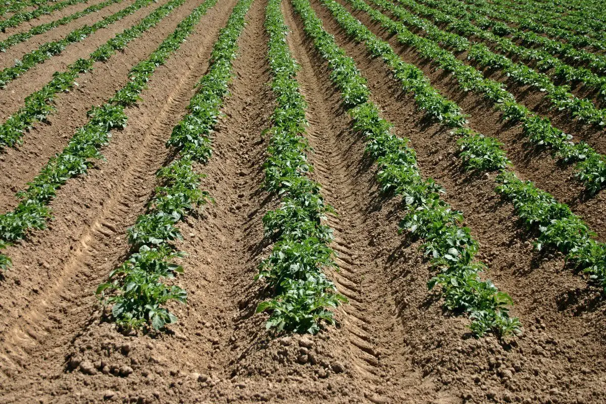 Cultivo de papa adaptada en hileras