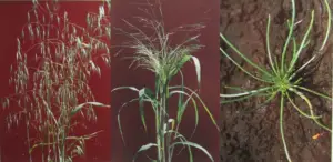 Cultivo de papa - papa - usos gastron&oacute;micos de la papa - plagas y enfermedades de la papa - cosecha de la papa