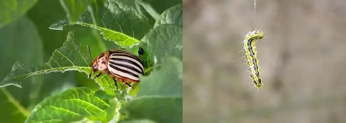 Cultivo de papa - Fotos de plagas de la papa izquierda un cole&oacute;ptero, derecha una larva