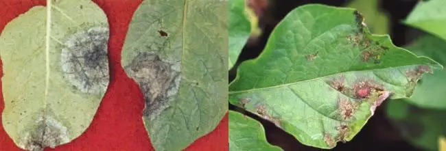 Cultivo de papa -Hojas de papa enfermas
