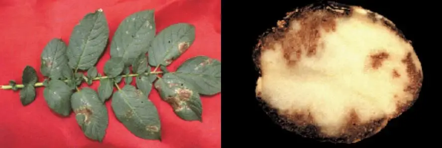 Cultivo de papa - Hojas y tub&eacute;rculo de papa enferma con manchas marrones