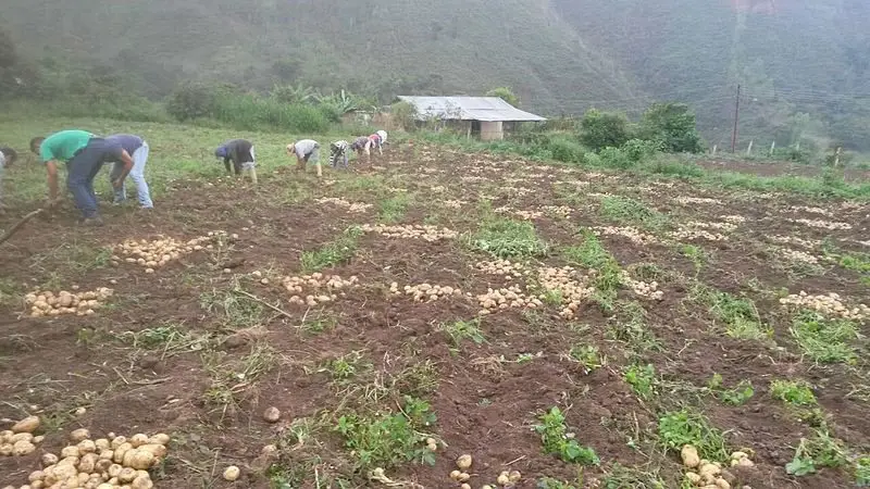 Cultivo de papa - Personas cosechando papa