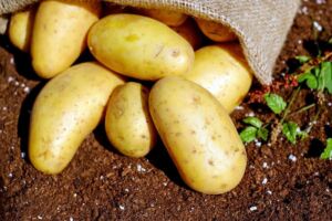 Cultivo de papa - papa - usos gastronómicos de la papa - plagas y enfermedades de la papa - cosecha de la papa
