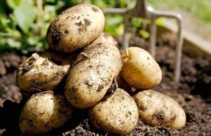 Cultivo de papa - papa - usos gastronómicos de la papa - plagas y enfermedades de la papa - cosecha de la papa