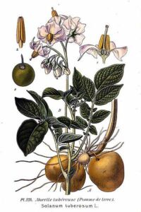 Cultivo de papa - papa - usos gastronómicos de la papa - plagas y enfermedades de la papa - cosecha de la papa