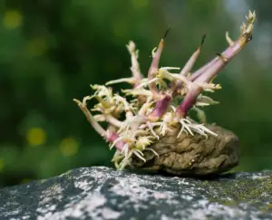 Cultivo de papa - papa - usos gastron&oacute;micos de la papa - plagas y enfermedades de la papa - cosecha de la papa