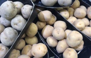 Cultivo de papa - papa - usos gastronómicos de la papa - plagas y enfermedades de la papa - cosecha de la papa