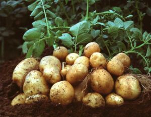 Cultivo de papa - papa - usos gastronómicos de la papa - plagas y enfermedades de la papa - cosecha de la papa