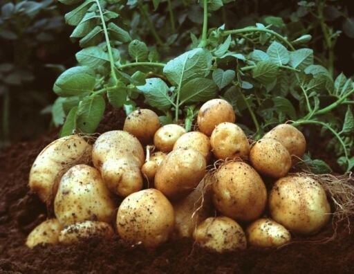 Cultivo de papa: ¿Cuándo se siembra y se cosecha?