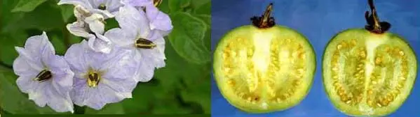 Cultivo de papa - Fruto sexual de la papa