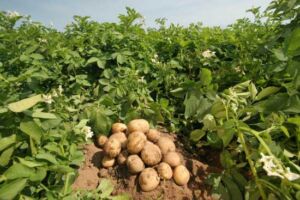 Cultivo de papa - papa - usos gastronómicos de la papa - plagas y enfermedades de la papa - cosecha de la papa
