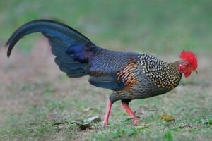Gallus gallus sonnerati 