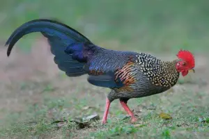 Gallus gallus sonnerati 
