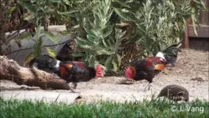 Gallus gallus murgui