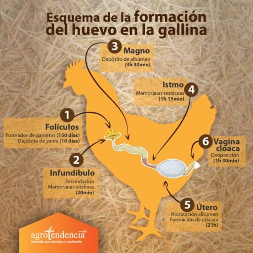 Dibujo de una gallina y el esquema de la formación de un huevo