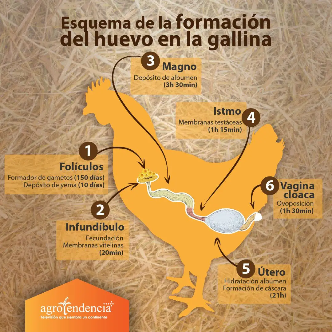 Dibujo de una gallina y el esquema de la formación de un huevo