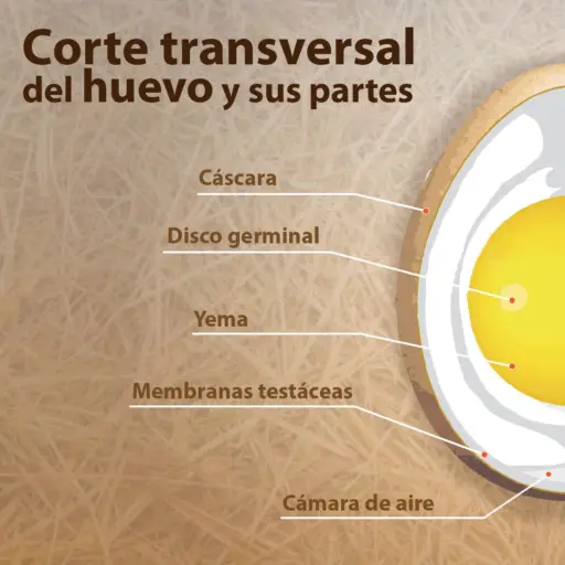 Dibujo corte transversal de un huevo mostrando sus partes