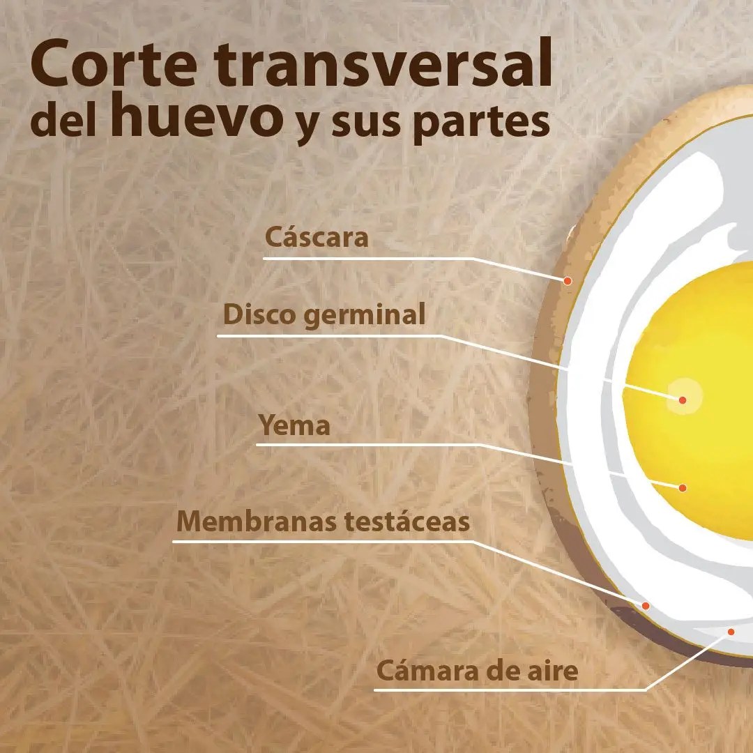 Dibujo corte transversal de un huevo mostrando sus partes
