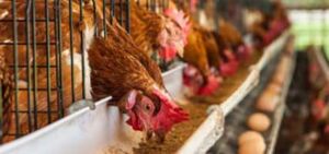 Gallinas ponedoras: razas, tipos, manejo y producción