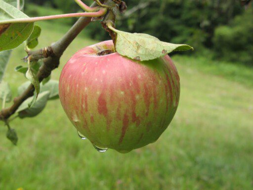 Colombia importará nueva variedad de manzana francesa