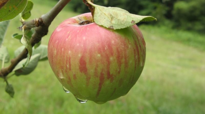 Manzana - Agropedia