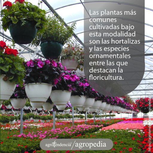 Invernadero - Cultivo protegido de plantas ornamentales