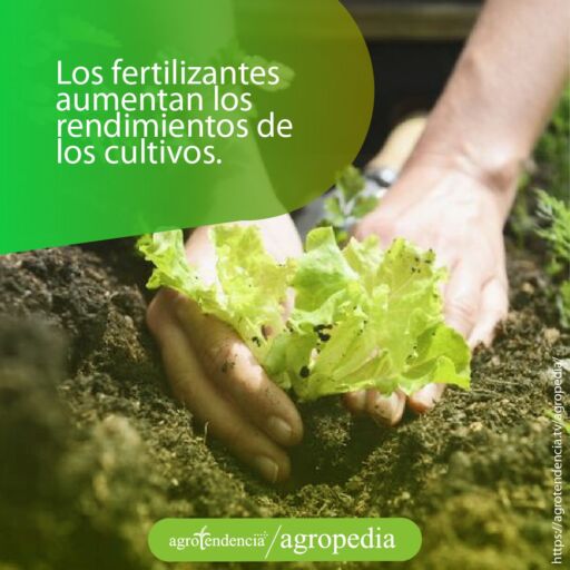 Manos colocándole fertilizante orgánico a planta de lechuga