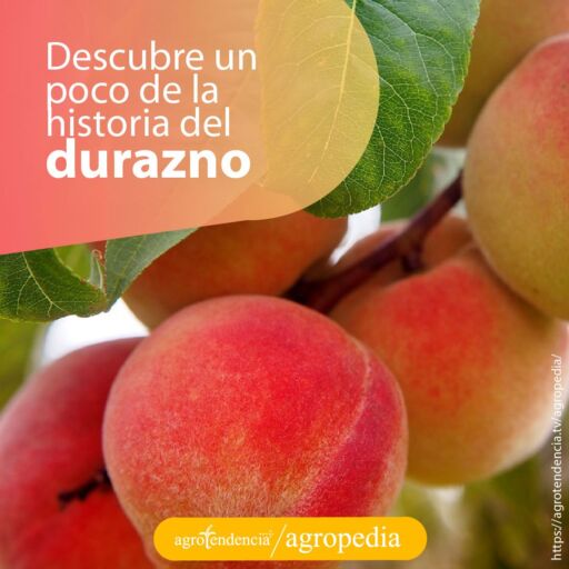 Duraznos rosados en la rama de la planta