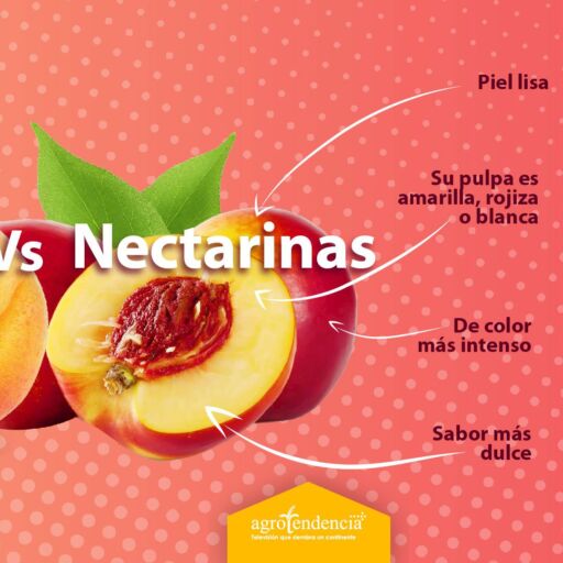nectarina diferente a durazno