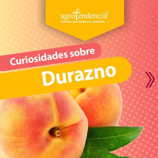 dos durazno