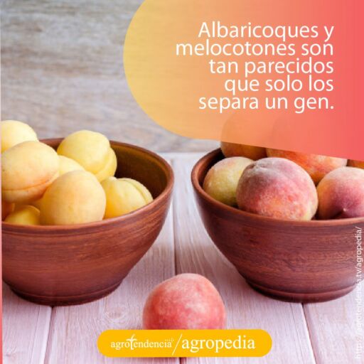 melocotones y albaricoques en tazones