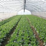 Invernadero - Invernaderos - Cultivos protegidos - Ventajas de los invernaderos - Desventajas del uso de los invernaderos