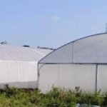 Invernadero - Invernaderos - Cultivos protegidos - Ventajas de los invernaderos - Desventajas del uso de los invernaderos