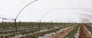 Invernadero - Invernaderos - Cultivos protegidos - Ventajas de los invernaderos - Desventajas del uso de los invernaderos