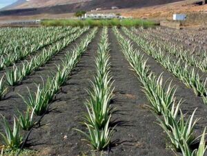 Sábila - Cultivo de sábila - aloe vera - Usos de la sábila - Distancia de siembra de la sábila - Manejo agronómico de la sábila - Plagas y enfermedades de la sábila - cosecha de la sábila