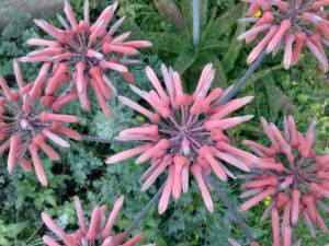 Sábila - Cultivo de sábila - aloe vera - Usos de la sábila - Distancia de siembra de la sábila - Manejo agronómico de la sábila - Plagas y enfermedades de la sábila - cosecha de la sábila