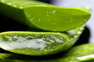 Sábila - Cultivo de sábila - aloe vera - Usos de la sábila - Distancia de siembra de la sábila - Manejo agronómico de la sábila - Plagas y enfermedades de la sábila - cosecha de la sábila