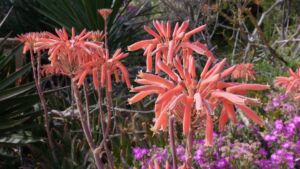 Sábila - Cultivo de sábila - aloe vera - Usos de la sábila - Distancia de siembra de la sábila - Manejo agronómico de la sábila - Plagas y enfermedades de la sábila - cosecha de la sábila