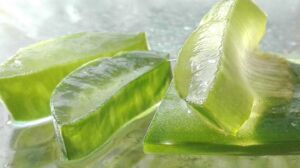 Sábila - Cultivo de sábila - aloe vera - Usos de la sábila - Distancia de siembra de la sábila - Manejo agronómico de la sábila - Plagas y enfermedades de la sábila - cosecha de la sábila
