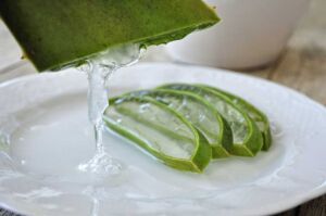 Sábila - Cultivo de sábila - aloe vera - Usos de la sábila - Distancia de siembra de la sábila - Manejo agronómico de la sábila - Plagas y enfermedades de la sábila - cosecha de la sábila