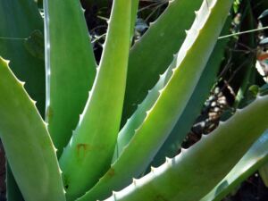 Sábila - Cultivo de sábila - aloe vera - Usos de la sábila - Distancia de siembra de la sábila - Manejo agronómico de la sábila - Plagas y enfermedades de la sábila - cosecha de la sábila