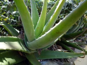 Sábila - Cultivo de sábila - aloe vera - Usos de la sábila - Distancia de siembra de la sábila - Manejo agronómico de la sábila - Plagas y enfermedades de la sábila - cosecha de la sábila