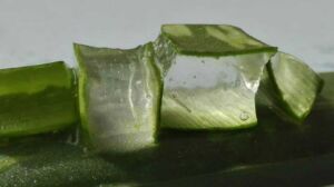 Sábila - Cultivo de sábila - aloe vera - Usos de la sábila - Distancia de siembra de la sábila - Manejo agronómico de la sábila - Plagas y enfermedades de la sábila - cosecha de la sábila
